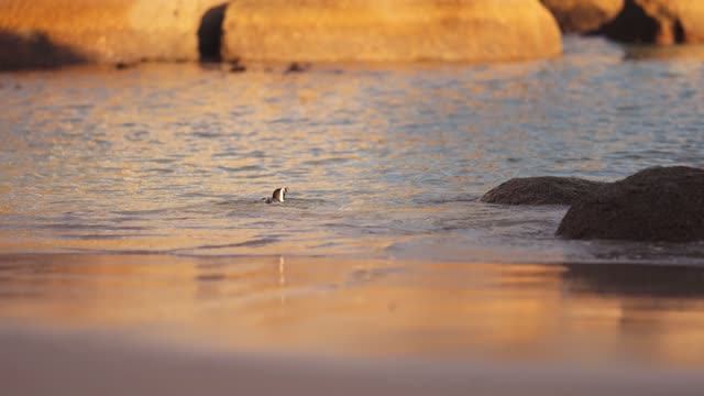 Penguins Walking