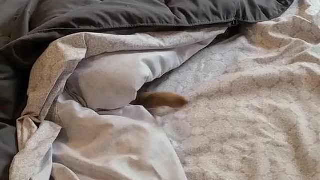 Where is winston ? this cute little doggie is everything