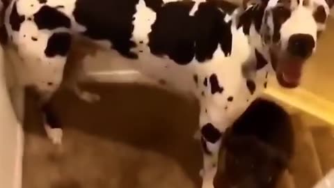 Spotty Steps: Dalmatian's Unique Staircase Strut!