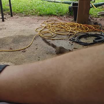 Cautious squirrel, wait for it!