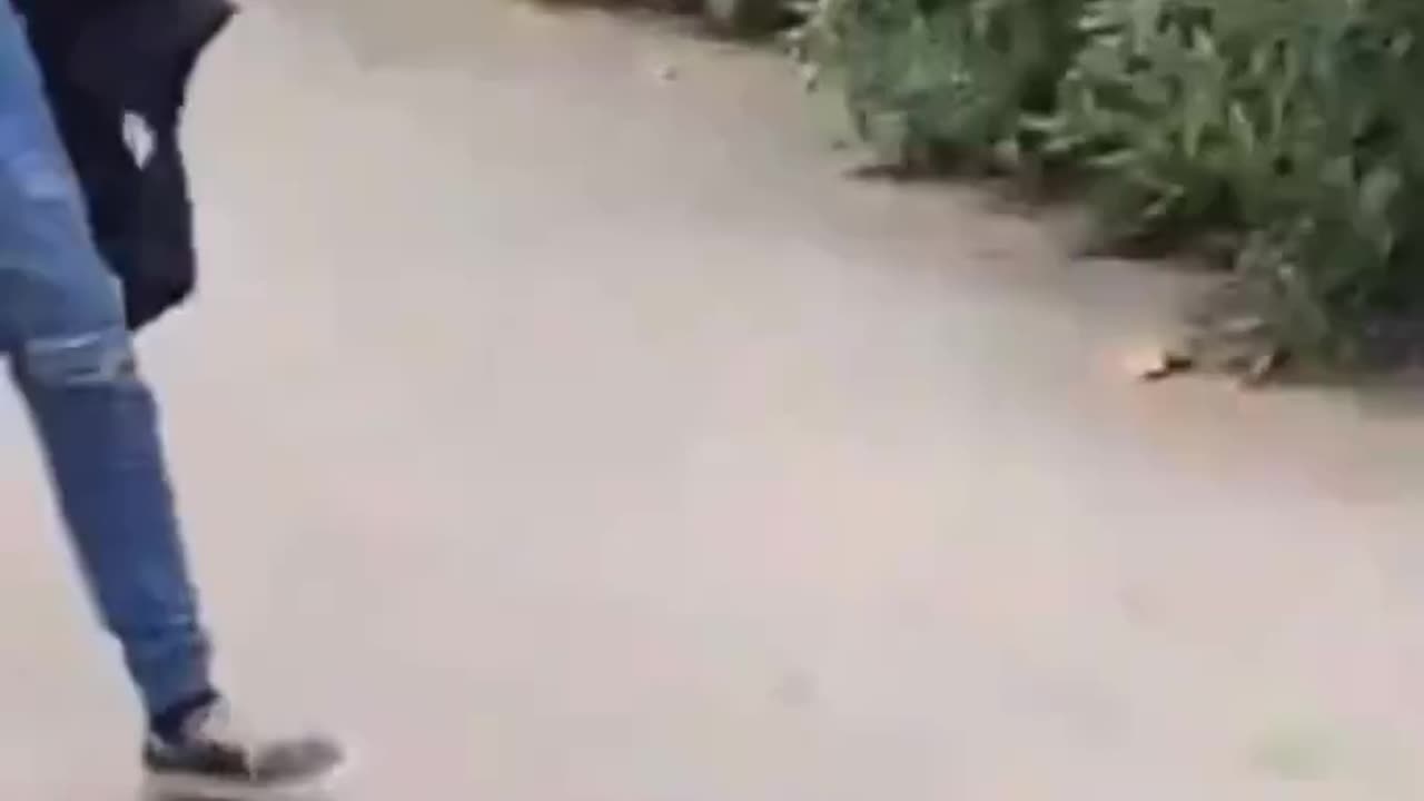 Import slaps a baby who's walking with their grandparents in a park!