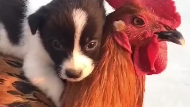 rooster holding a kitten