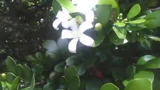 White flowers orange jasmine, very pretty, some will still bloom [Nature & Animals]