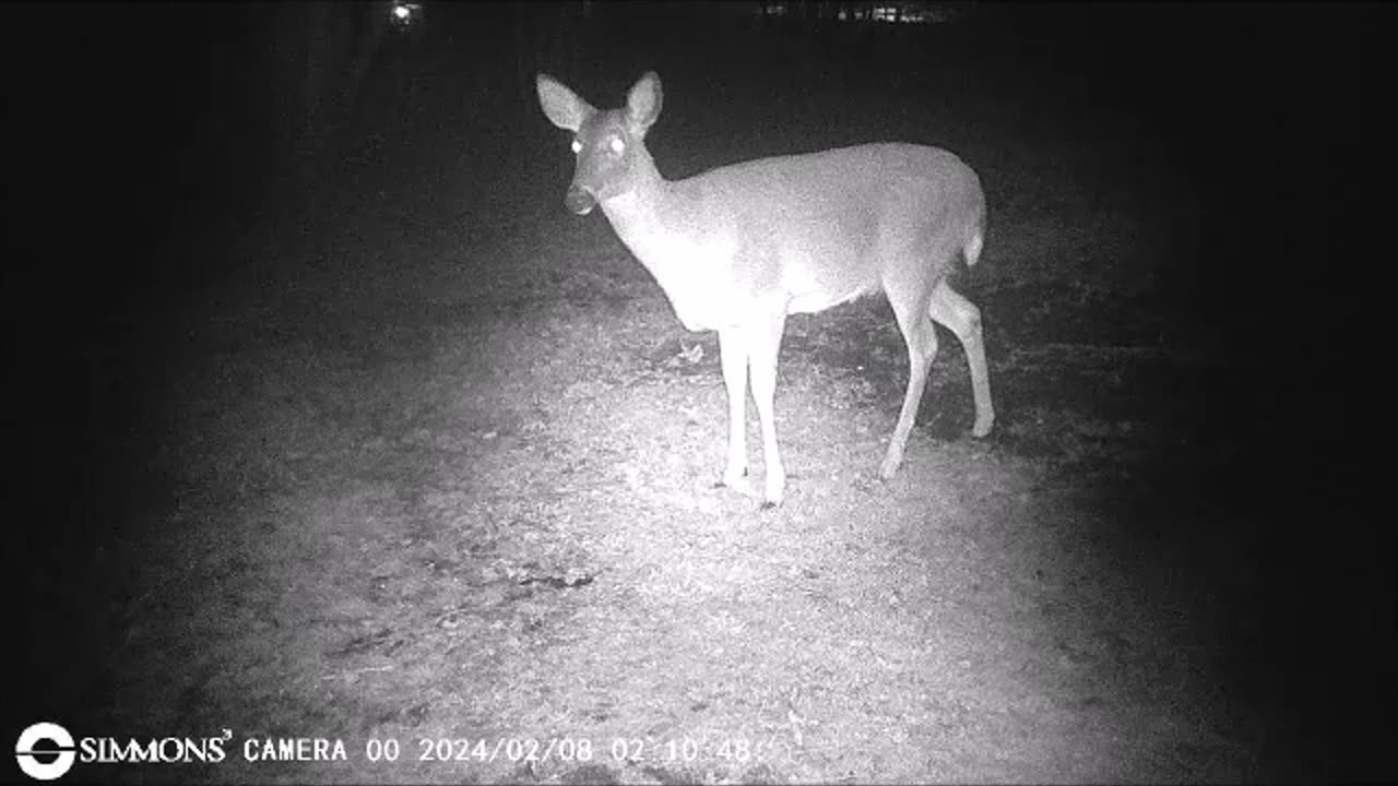 Backyard Trail Cams - Doe in the Garden