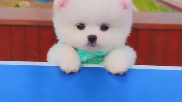 Funny and cute dog compilation