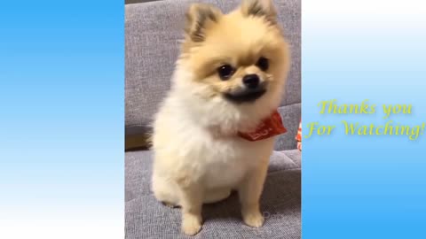 Cutepets funny video