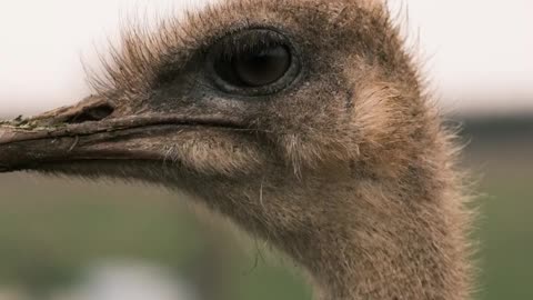 close-up-on-ostrich-head-