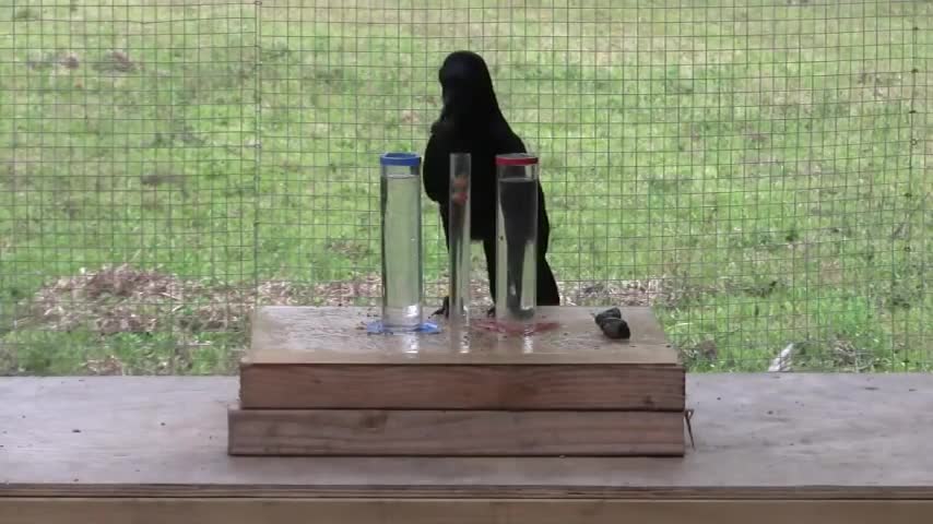 Casual unferstanding of water displacement by a crow