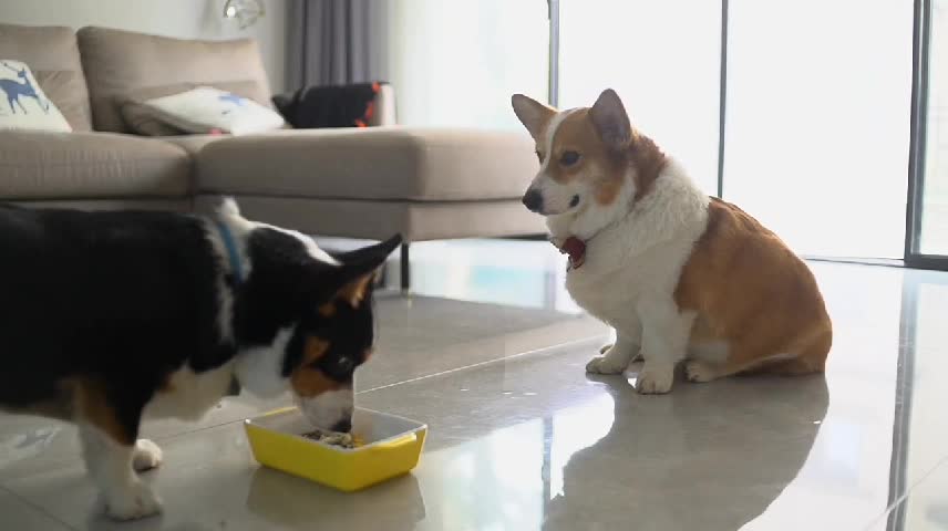 Daily Lifes Of Corgi & HousePets Pt.1