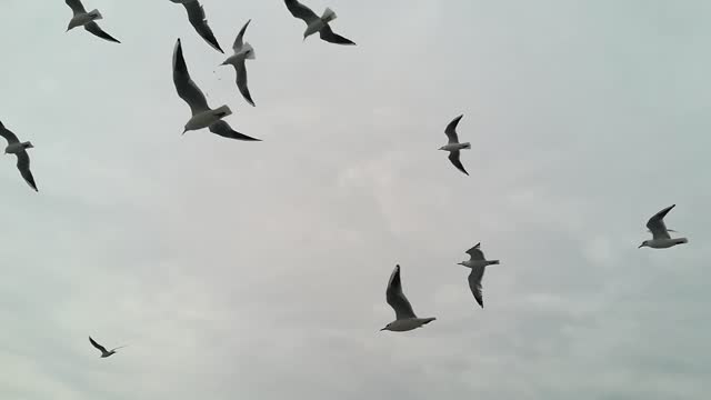 A Flock Of Seagull Flying In The Air, sky