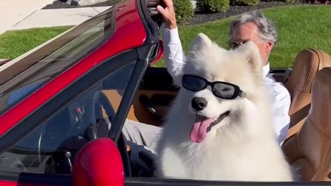 a samoyed