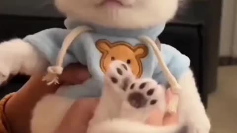 Funny Cat videos 🤣🤣🤣🤣🤣 🐈😺