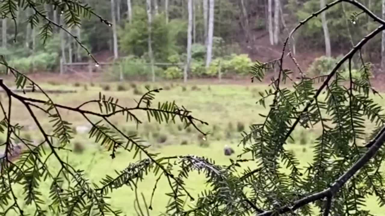 Paxton Myers kills his first turkey. (9 years old)