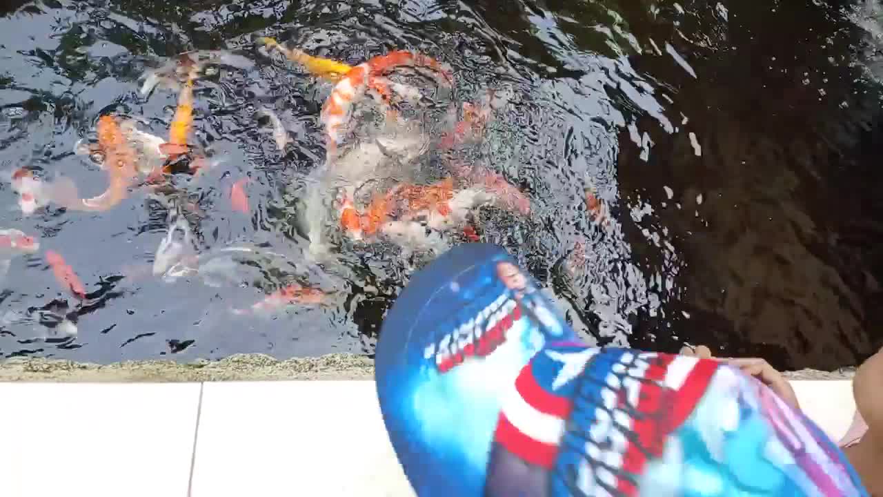 Koi fish pond