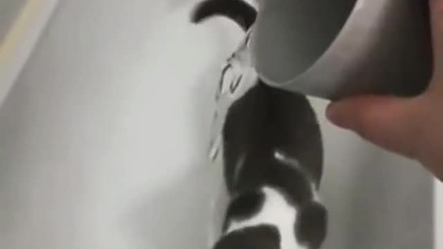 He will definitely succeed