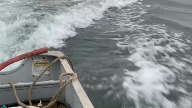 Sea Lions Swim with Skiff