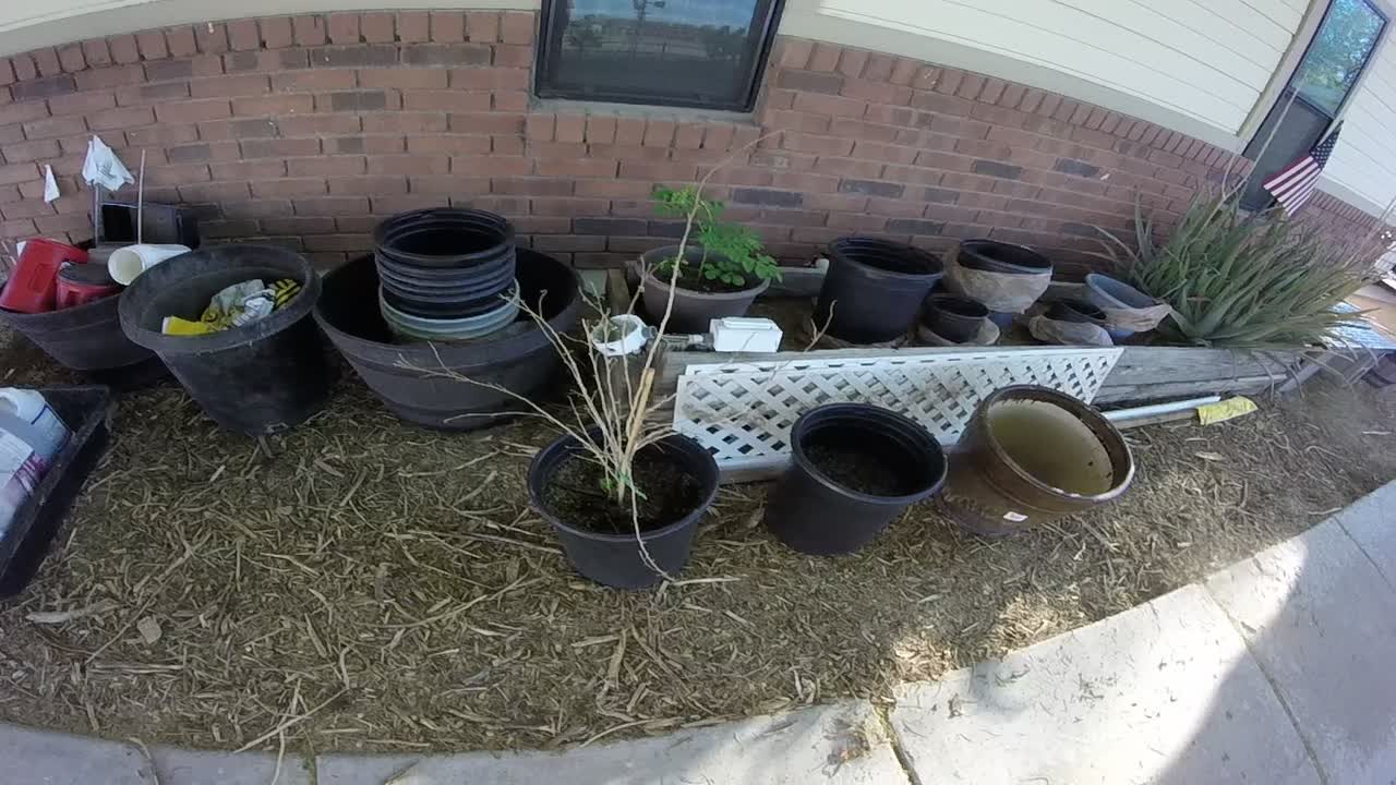 Would you look at what is Growing a Mulberry tree from a Mulberry tree cutting.