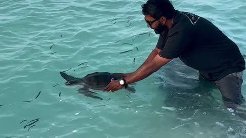 Tangled Turtle Cut From Net And Released To Sea