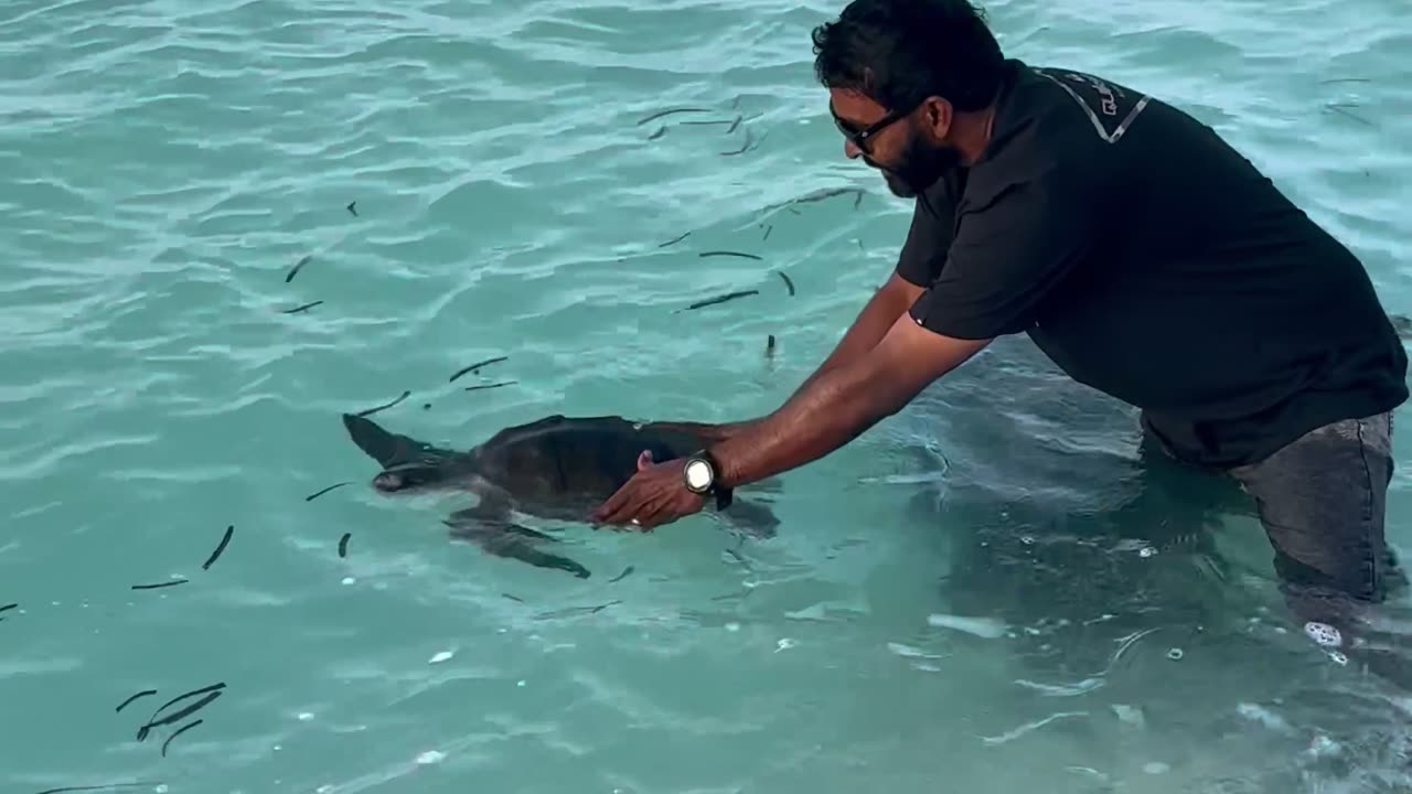 Tangled Turtle Cut From Net And Released To Sea