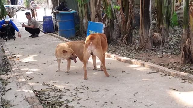 Cute village dogs meet