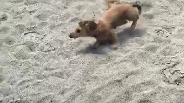 Small tan dog runs around sand playground