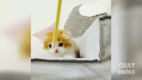 Very cute and crazy cat vol #12 - cat massage