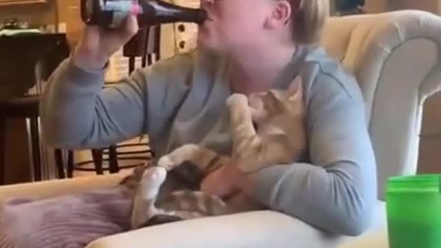 top funny cats videos