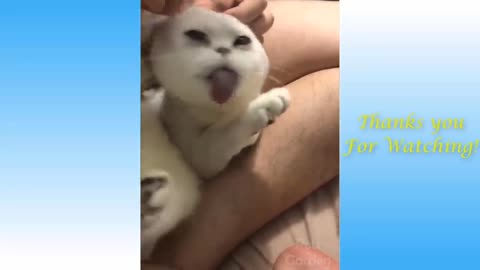 Funniest Animals - Best Of The Funny Animal Videos.. 🤣🐱