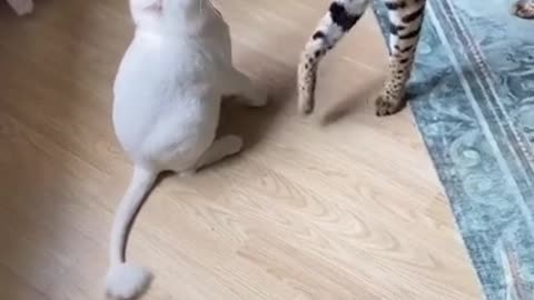 Wild cat vs Pet cat