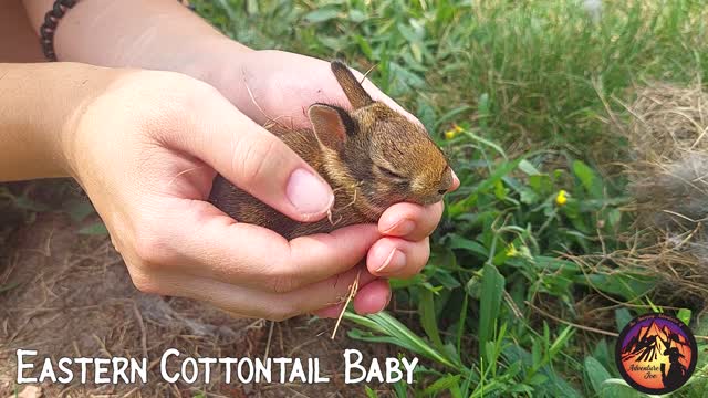 Eastern Cottontail Bunny