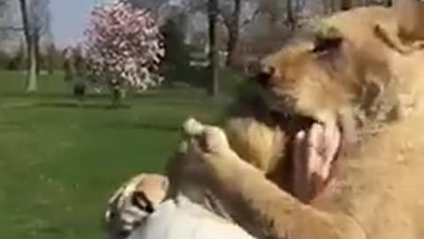 スイスでは、ある女性が2頭のライオンが小さかったときに世話をしたが、その後政府によって動物園に預けられた。 彼女は7年ぶりに彼らを訪ねてきましたが、彼らの反応がわかります。