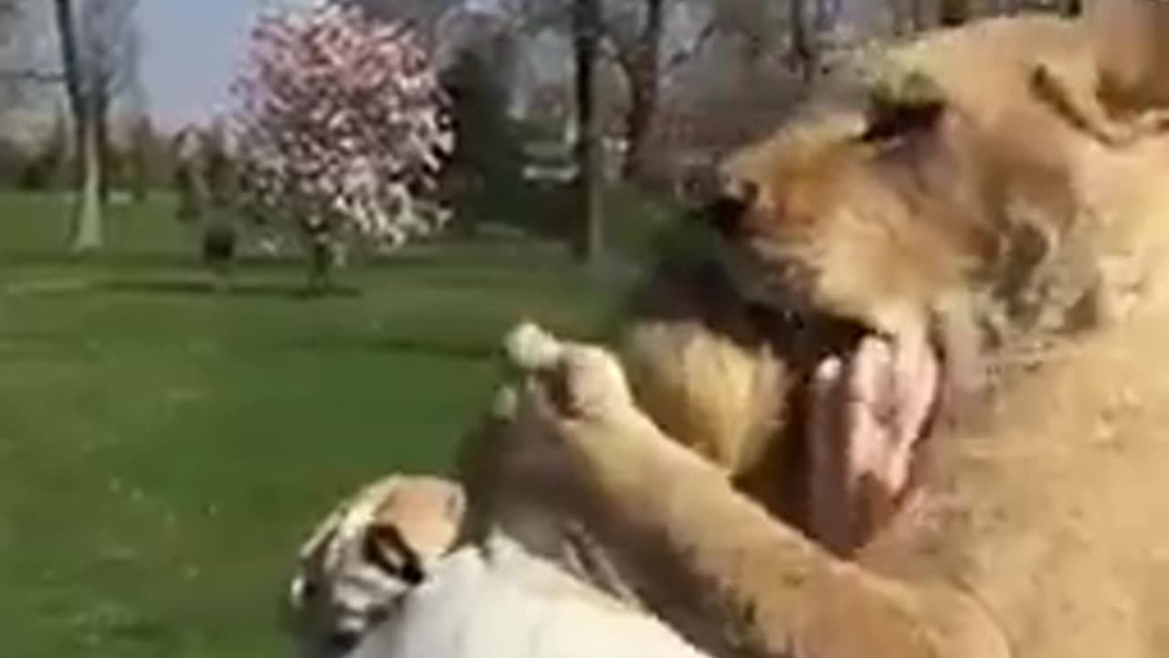 スイスでは、ある女性が2頭のライオンが小さかったときに世話をしたが、その後政府によって動物園に預けられた。 彼女は7年ぶりに彼らを訪ねてきましたが、彼らの反応がわかります。