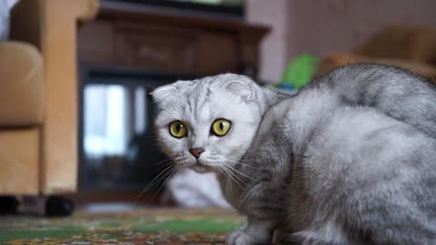 Cute cat with furious looking