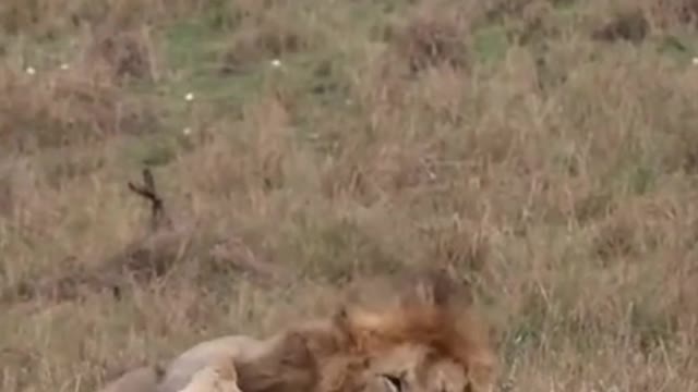 Fierce lions hunt hippos