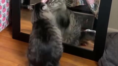 Cats and puppies are angry with each other.