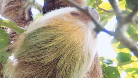 Three Toed Sloth on Our Property in Costa Rica