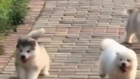 3 cute small dogs having fun