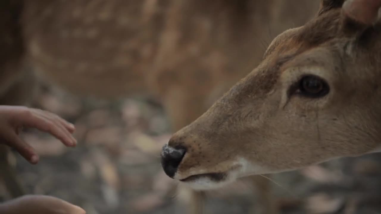 Close-up of children feeding a deers