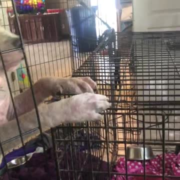 Gandhi, the foster dog, meets Luna