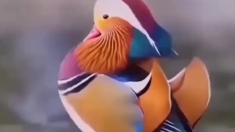 Amazing style of drinking water of beautiful Mandarin duck