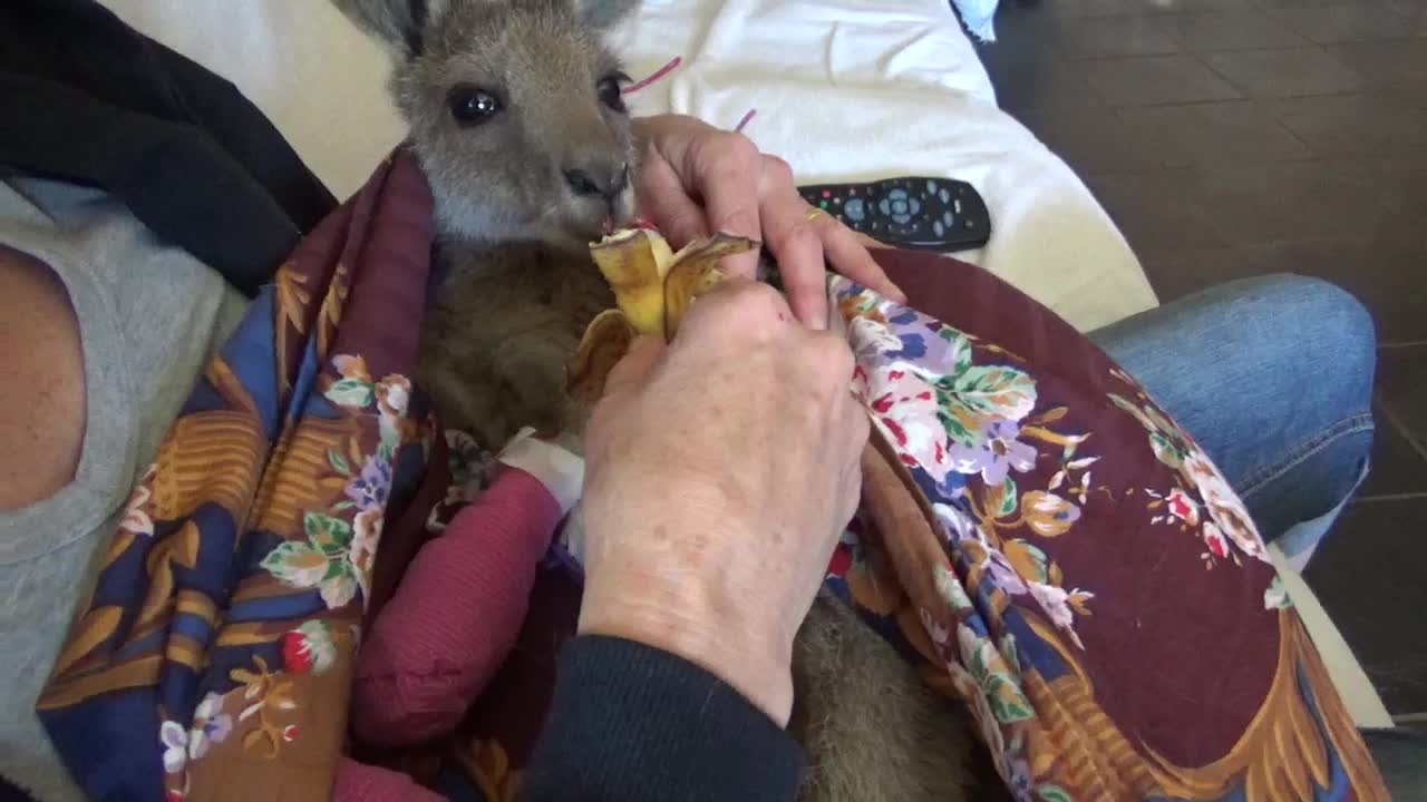 Baby Kangaroo Recovers from Carwoola Bushfire