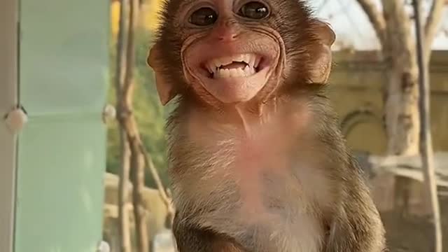 Funny Cute Baby monkey