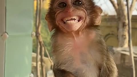 Funny Cute Baby monkey