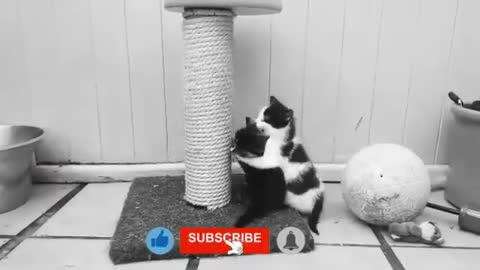 cute video of cats