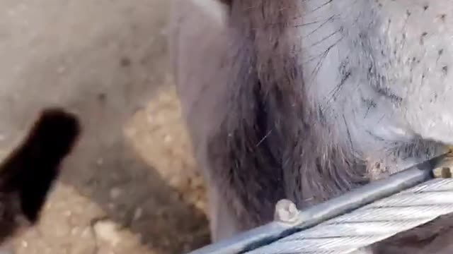 Feeding 3 donkeys out of a cup spills food