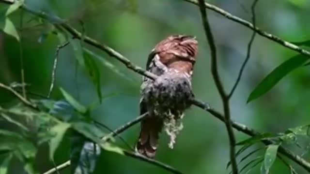 Bird In The Tree #Bird_In_The_Tree #animals_Nuture #Bird #frogmouth #philipinefrogmouth