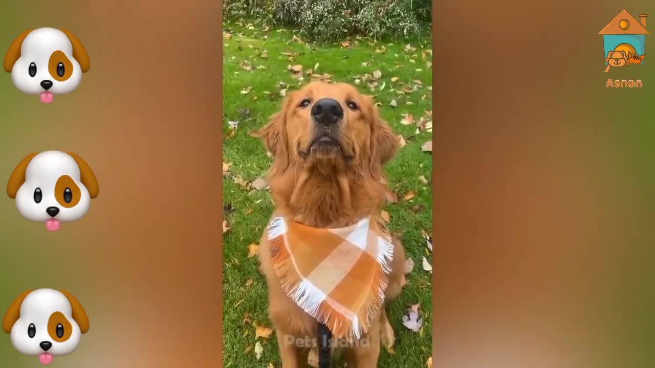 Look at the laughing dog 🐕🐶. O my god he so pretty 😍