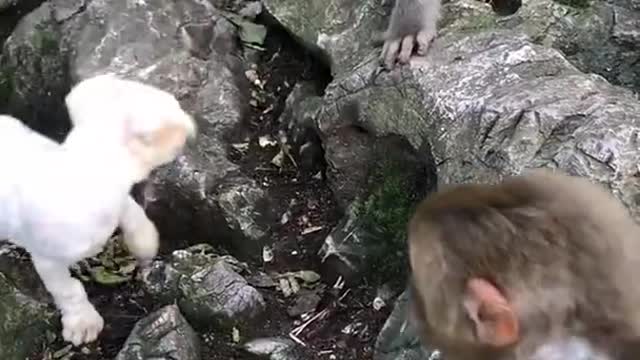 Monkey vs dog so funny