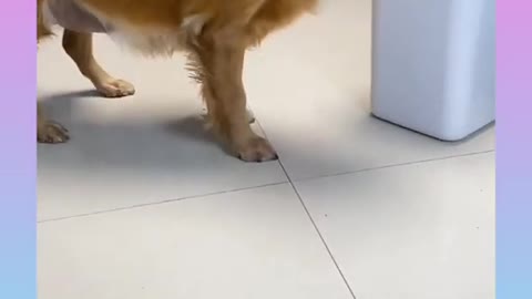 10 Smart Dog Video