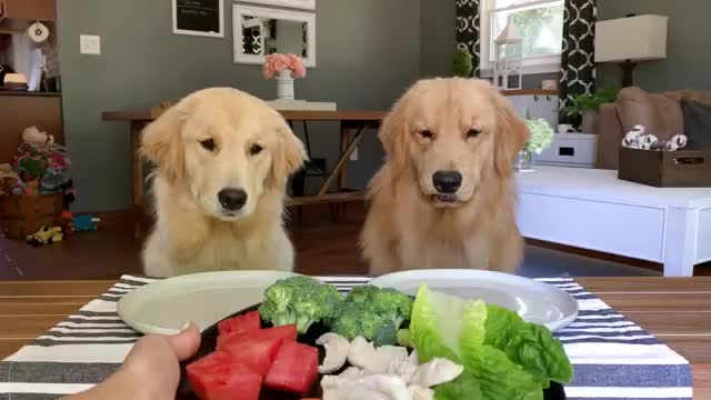 Dog Reviews Food With Girlfriend | Tucker Taste Test 12